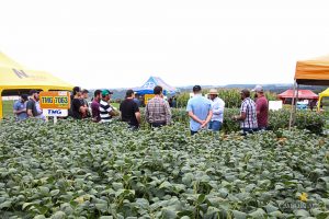 Dia de Campo de Verão, Guarapuava, Faculdade, Campo Real, Engenharia Agronômica
