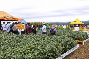 Dia de Campo de Verão, Guarapuava, Faculdade, Campo Real, Engenharia Agronômica