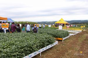 Dia de Campo de Verão, Guarapuava, Faculdade, Campo Real, Engenharia Agronômica