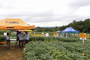 Dia de Campo de Verão, Guarapuava, Faculdade, Campo Real, Engenharia Agronômica