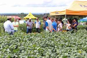 Dia de Campo de Verão, Guarapuava, Faculdade, Campo Real, Engenharia Agronômica
