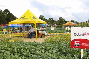 Dia de Campo de Verão, Guarapuava, Faculdade, Campo Real, Engenharia Agronômica