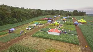 Dia de Campo de Verão, Guarapuava, Faculdade, Campo Real, Engenharia Agronômica