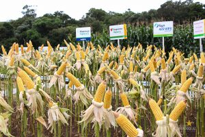 Dia de Campo de Verão, Guarapuava, Faculdade, Campo Real, Engenharia Agronômica