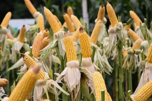 Dia de Campo de Verão, Guarapuava, Faculdade, Campo Real, Engenharia Agronômica