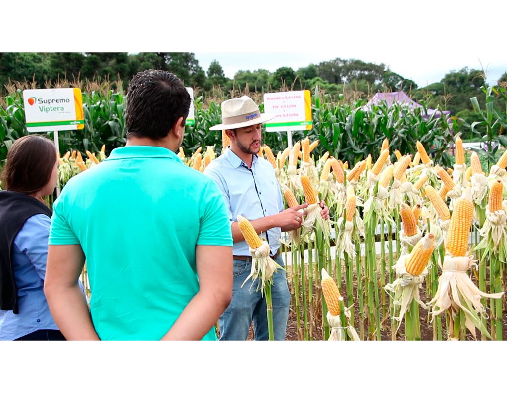 Dia de Campo de Verão