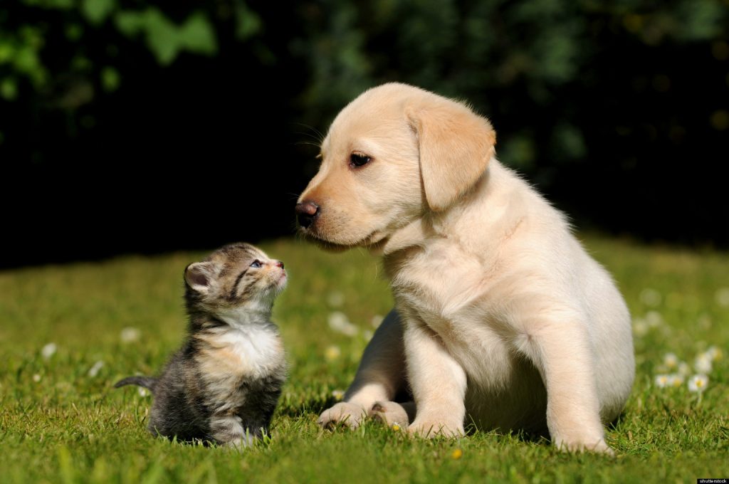 castração de cães e gatos