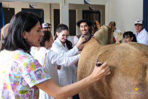 Medicina Veterinária, Osteologia, Pintura, Cavalo