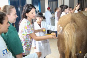 Medicina Veterinária, Osteologia, Pintura, Cavalo