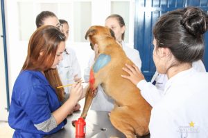 Medicina Veterinária, Osteologia, Pintura, Cavalo