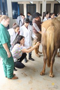 Medicina Veterinária, Osteologia, Pintura, Cavalo