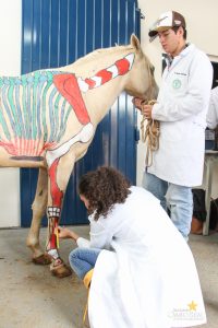 Medicina Veterinária, Osteologia, Pintura, Cavalo