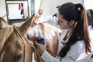 Medicina Veterinária, Osteologia, Pintura, Cavalo