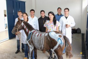 Medicina Veterinária, Osteologia, Pintura, Cavalo