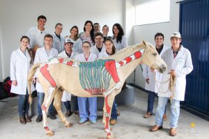 Medicina Veterinária, Osteologia, Pintura, Cavalo