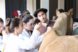 Medicina Veterinária, Osteologia, Pintura, Cavalo