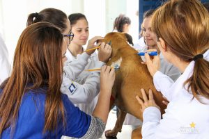 Medicina Veterinária, Osteologia, Pintura, Cavalo