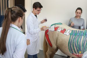 Medicina Veterinária, Osteologia, Pintura, Cavalo