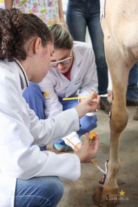 Medicina Veterinária, Osteologia, Pintura, Cavalo