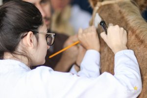 Medicina Veterinária, Osteologia, Pintura, Cavalo