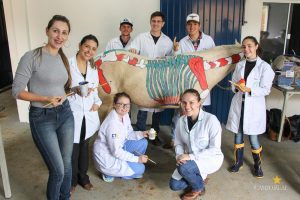 Medicina Veterinária, Osteologia, Pintura, Cavalo