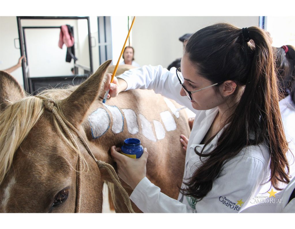 Medicina Veterinária, Osteologia, Pintura, Cavalo (1)