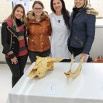 Medicina Veterinária Exposição de Osteologia Anatomia Veterinária