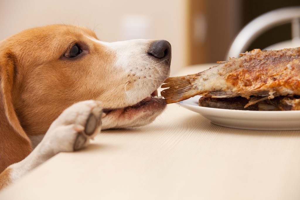 alimentos proibidos para cães