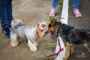 CampoTech Parque do Lago Faculdade Campo Real Guarapuava