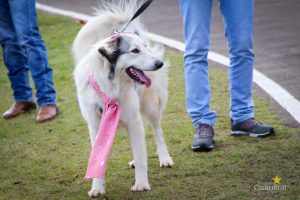 CampoTech Parque do Lago Faculdade Campo Real Guarapuava