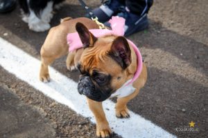 CampoTech Parque do Lago Faculdade Campo Real Guarapuava