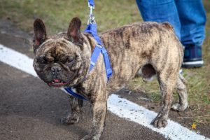 CampoTech Parque do Lago Faculdade Campo Real Guarapuava