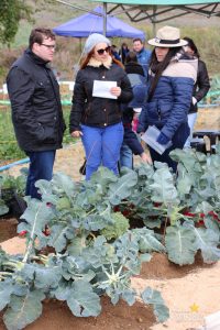 Dia de Campo de Olericultura
