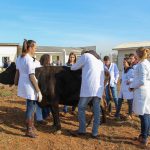 Medicina Veterinária promove atividades práticas interdisciplinares