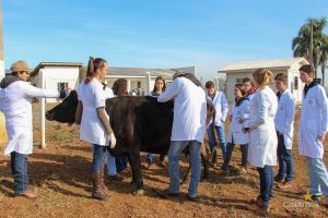 Medicina Veterinária promove atividades práticas interdisciplinares
