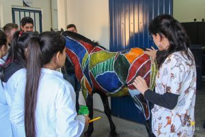 Medicina Veterinária promove atividades práticas interdisciplinares