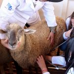 Medicina Veterinária promove atividades práticas interdisciplinares