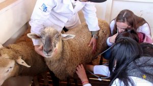 Medicina Veterinária promove atividades práticas interdisciplinares