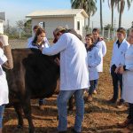 Medicina Veterinária promove atividades práticas interdisciplinares