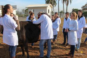 Medicina Veterinária promove atividades práticas interdisciplinares