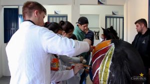 Medicina Veterinária promove atividades práticas interdisciplinares