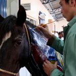 Medicina Veterinária promove atividades práticas interdisciplinares