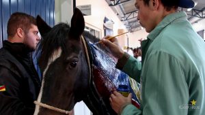Medicina Veterinária promove atividades práticas interdisciplinares