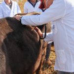 Medicina Veterinária promove atividades práticas interdisciplinares