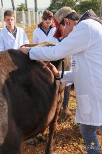 Medicina Veterinária promove atividades práticas interdisciplinares