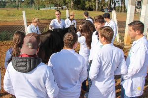 Medicina Veterinária promove atividades práticas interdisciplinares