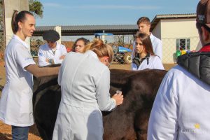 Medicina Veterinária promove atividades práticas interdisciplinares