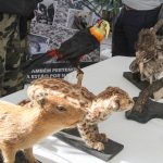 Mostra de Ações em Defesa do Meio Ambiente