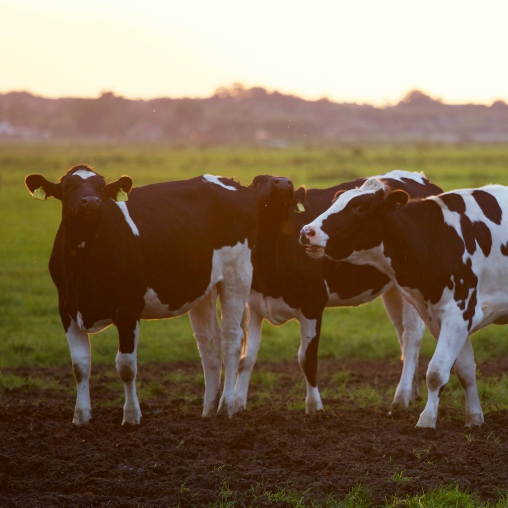Campo Real abre inscrições para pós-graduação em Reprodução de Bovinos de Corte e Leite