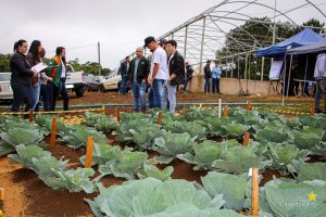 Dia de Campo de Olericultura Guarapuava Campo Real Engenharia Agronomica